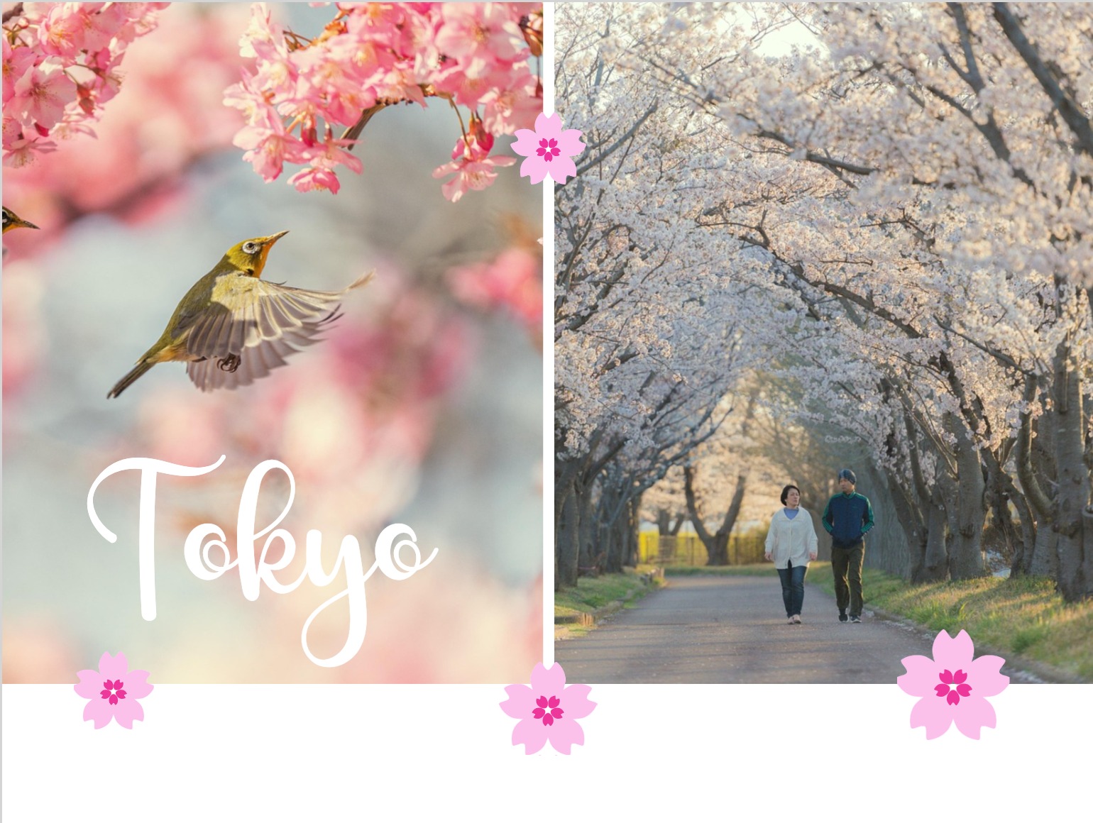 Postkartenvorlage Kirschblüten im Frühling personalisieren